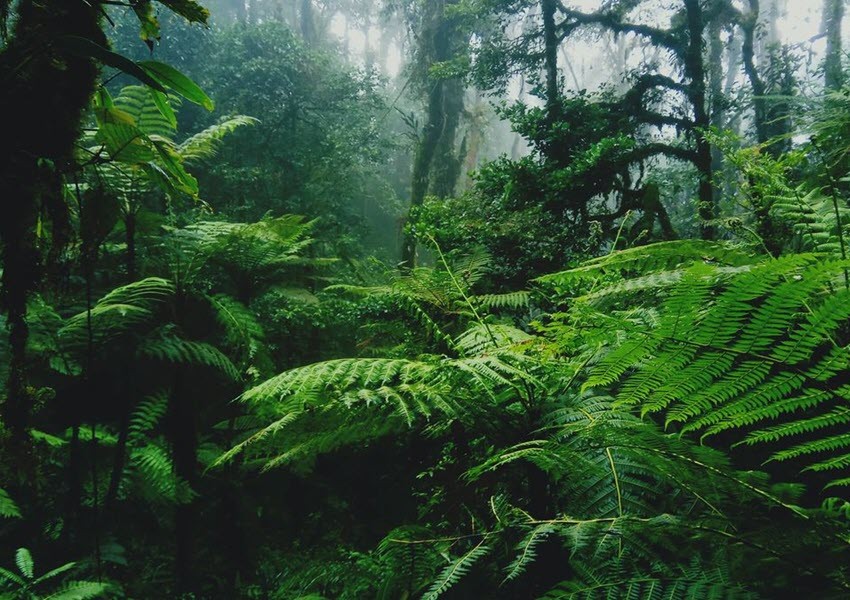 Forêt d’EBO, Quid des hommes du bois ou des Gorilles ?